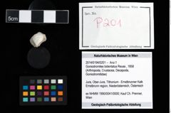 Foto (Objekt + Etikett) von Goniodromites bidentatus (Reuss, 1858)  (NHMW-GEO-2014-0194-0201)